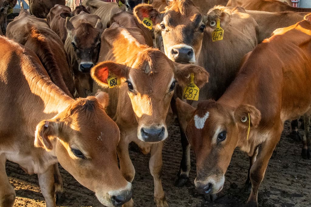 A crowd of Jersey dairy cows with numbered yellow ear tags, pressed together and looking toward the camera.